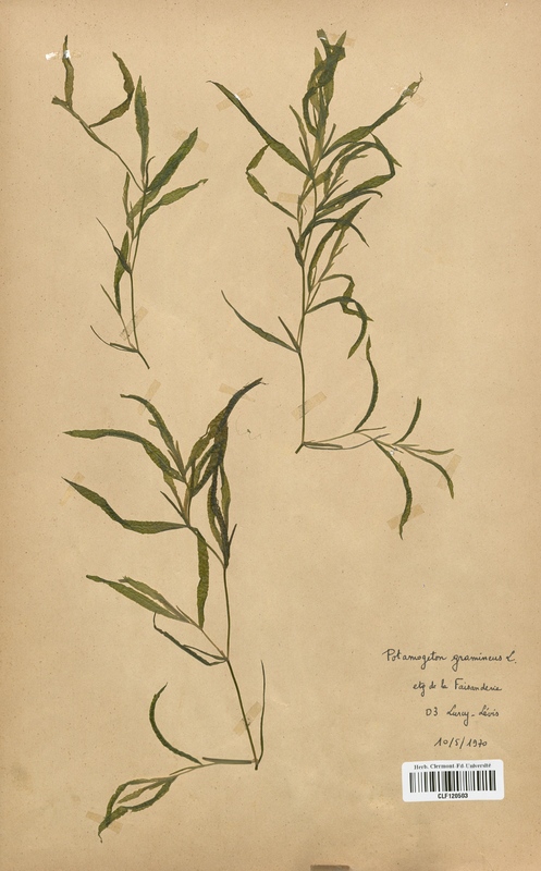Potamogeton gramineus (Potamogetonaceae)