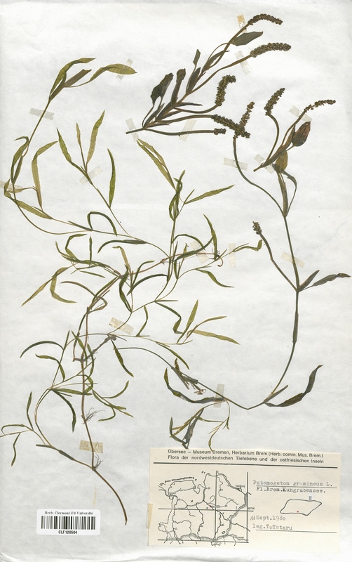 Potamogeton gramineus (Potamogetonaceae)