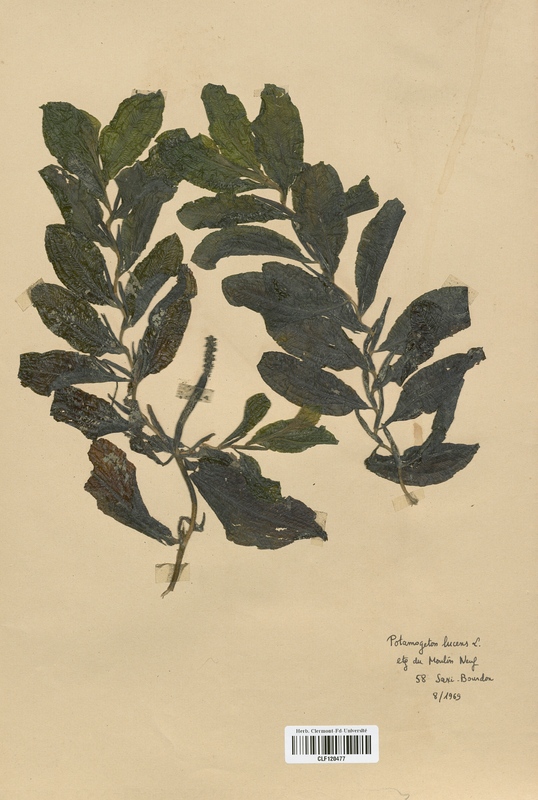 Potamogeton lucens (Potamogetonaceae)