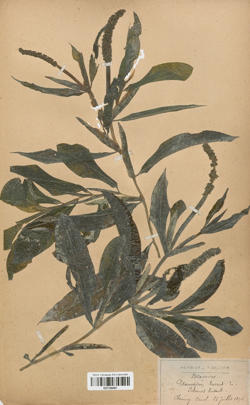 Potamogeton lucens (Potamogetonaceae)