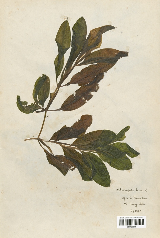 Potamogeton lucens (Potamogetonaceae)