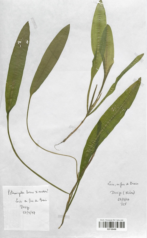 Potamogeton lucens x nodosus (Potamogetonaceae)