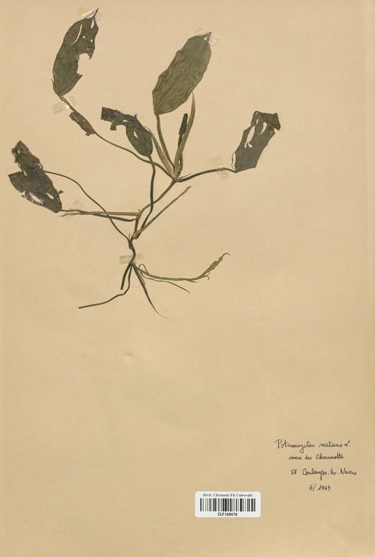 Potamogeton natans (Potamogetonaceae)