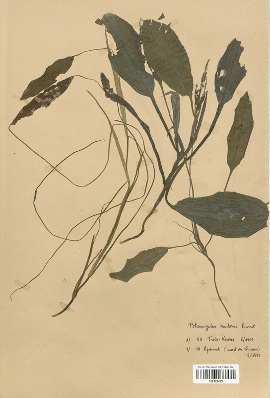 Potamogeton nodosus (Potamogetonaceae)