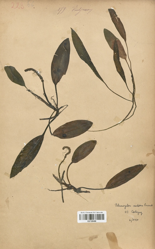 Potamogeton nodosus (Potamogetonaceae)