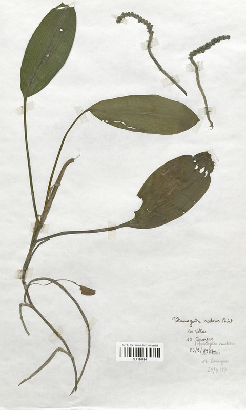 Potamogeton nodosus (Potamogetonaceae)