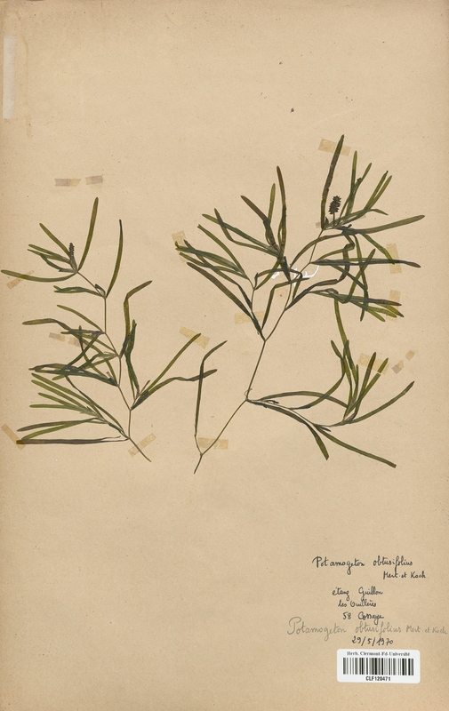 Potamogeton obtusifolius (Potamogetonaceae)