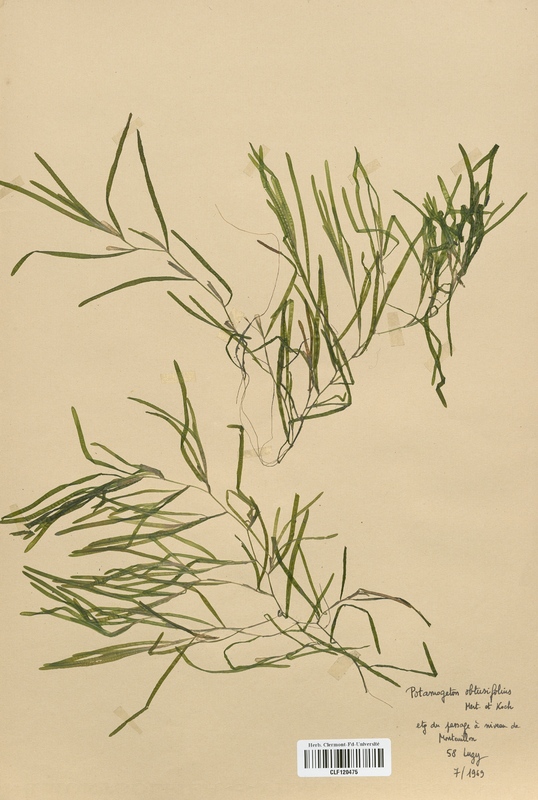 Potamogeton obtusifolius (Potamogetonaceae)