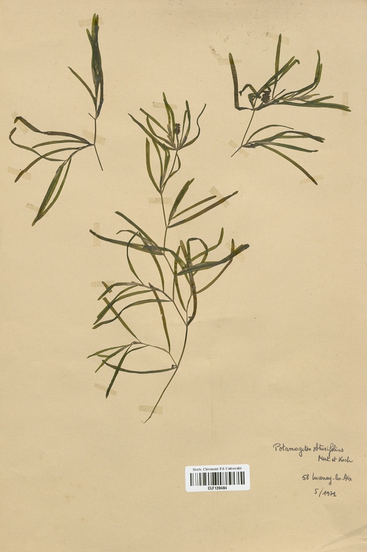 Potamogeton obtusifolius (Potamogetonaceae)