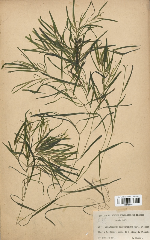 Potamogeton obtusifolius (Potamogetonaceae)