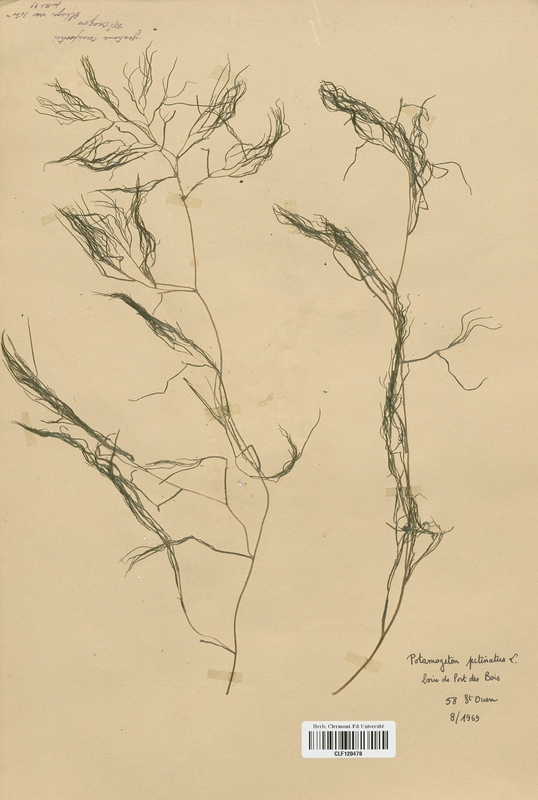 Potamogeton pectinatus (Potamogetonaceae)