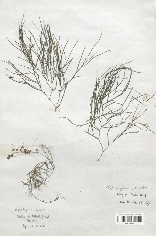 Potamogeton pectinatus (Potamogetonaceae)