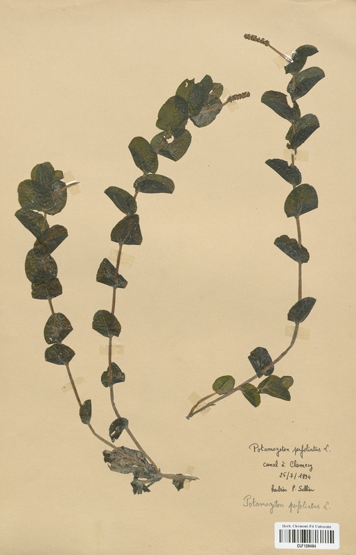 Potamogeton perfoliatus (Potamogetonaceae)