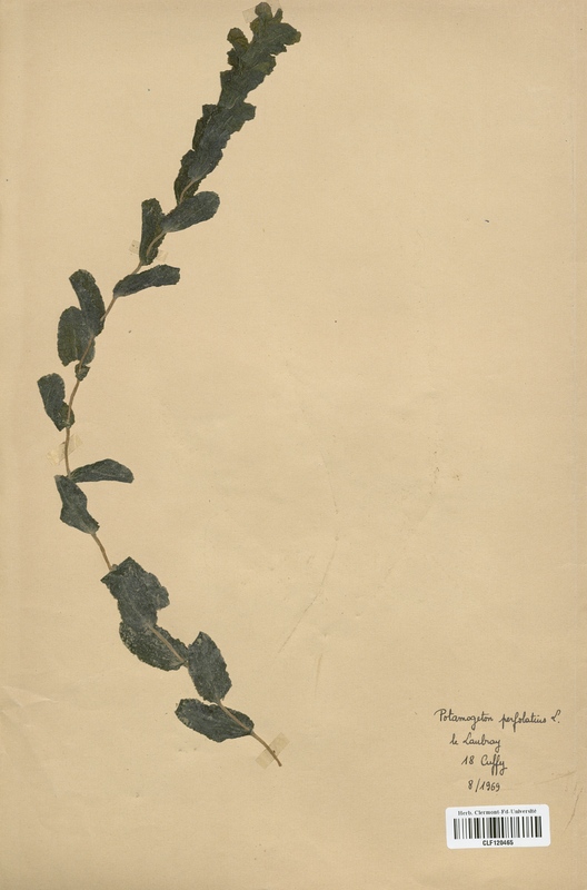 Potamogeton perfoliatus (Potamogetonaceae)