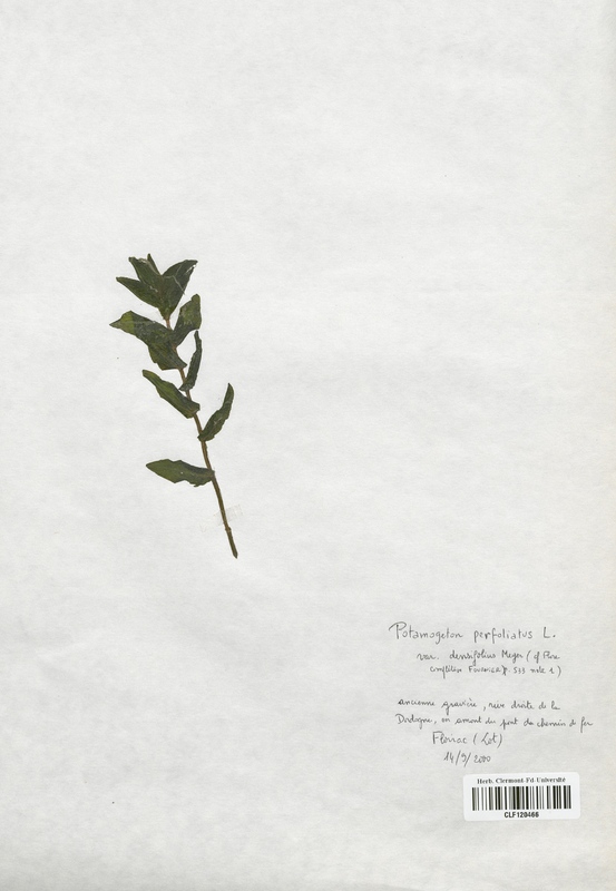 Potamogeton perfoliatus (Potamogetonaceae)