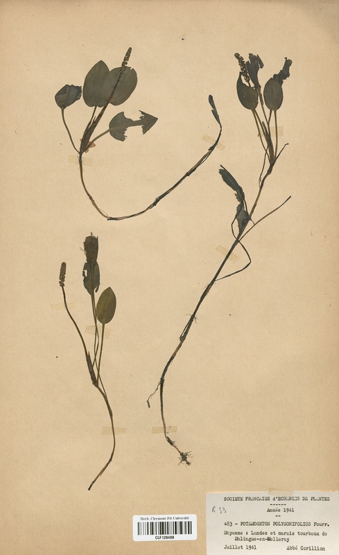 Potamogeton polygonifolius (Potamogetonaceae)