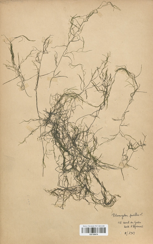 Potamogeton pusillus (Potamogetonaceae)