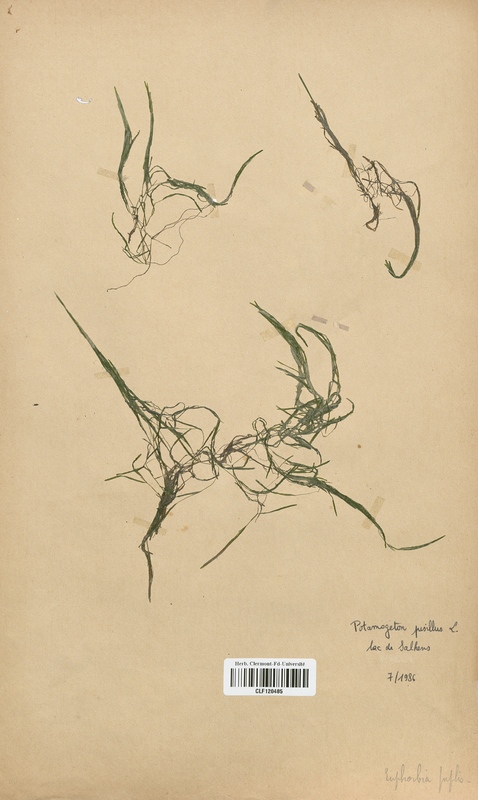 Potamogeton pusillus (Potamogetonaceae)