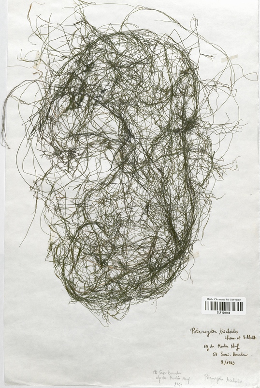 Potamogeton trichoides (Potamogetonaceae)