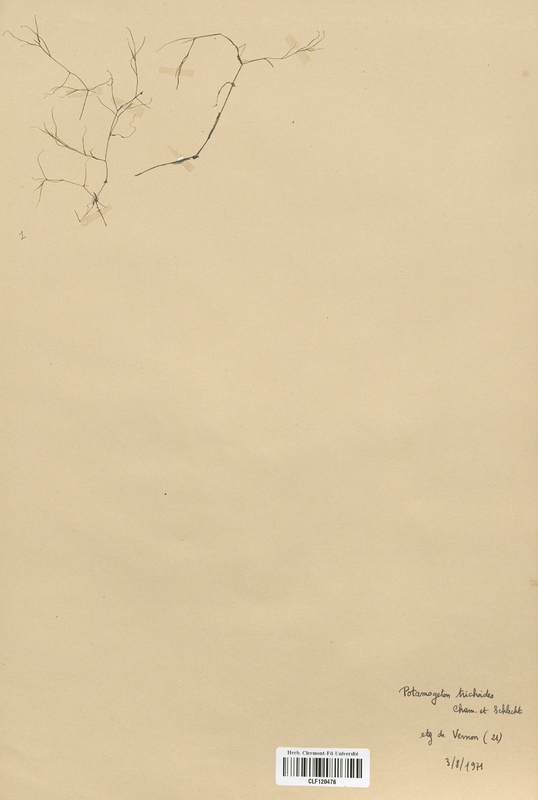 Potamogeton trichoides (Potamogetonaceae)