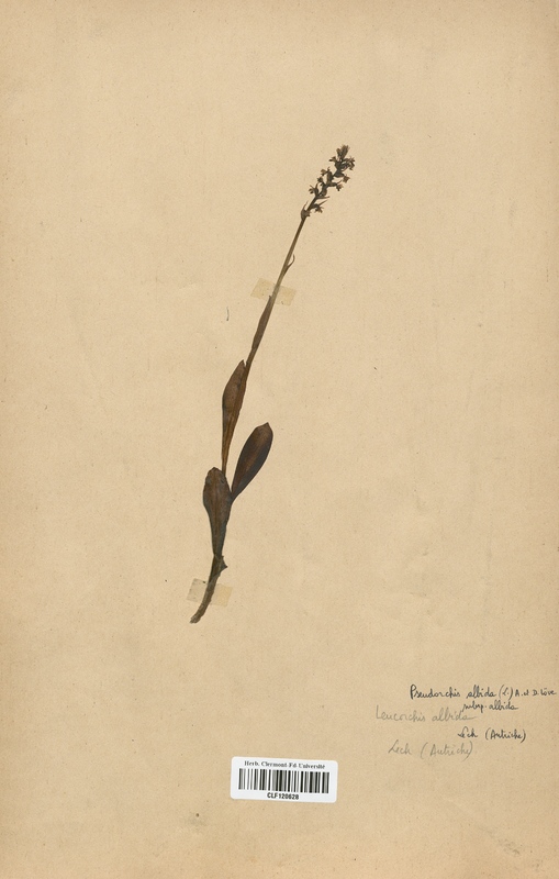 Pseudorchis albida (Orchidaceae)