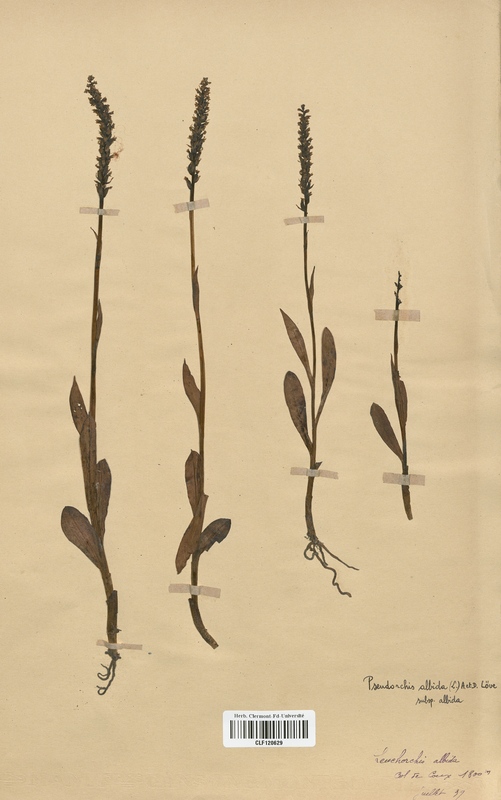 Pseudorchis albida (Orchidaceae)