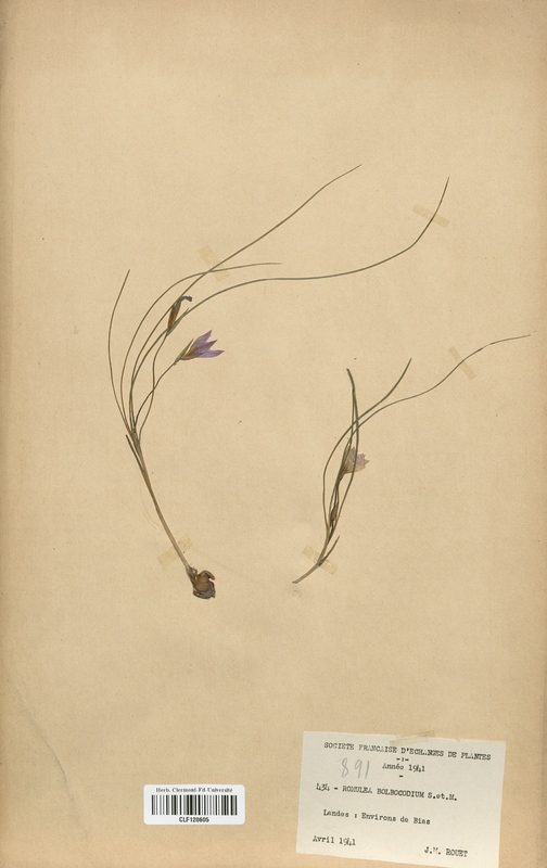 Romulea bulbocodium (Iridaceae)