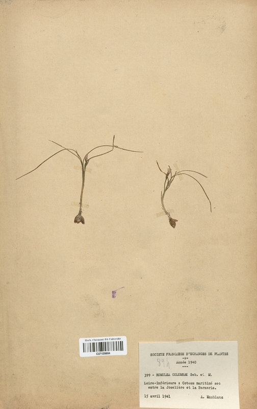 Romulea columnae (Iridaceae)