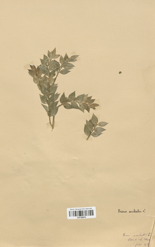 Ruscus aculeatus (Liliaceae)