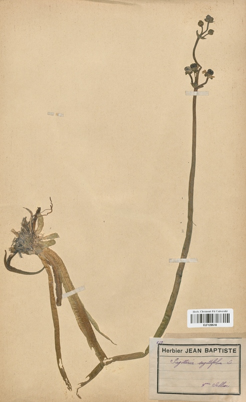 Sagittaria sagittifolia (Alismataceae)
