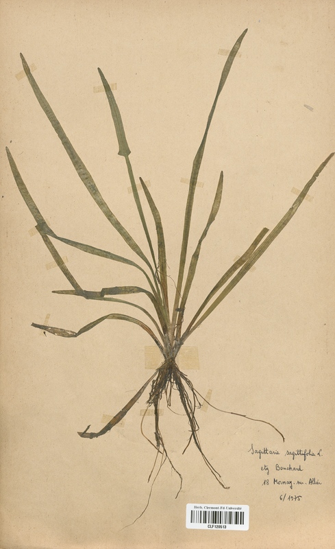 Sagittaria sagittifolia (Alismataceae)