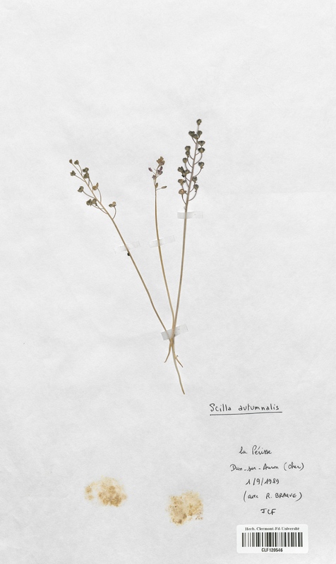 Scilla autumnalis (Liliaceae)