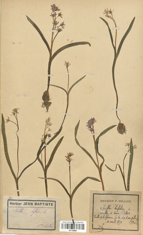 Scilla bifolia (Liliaceae)