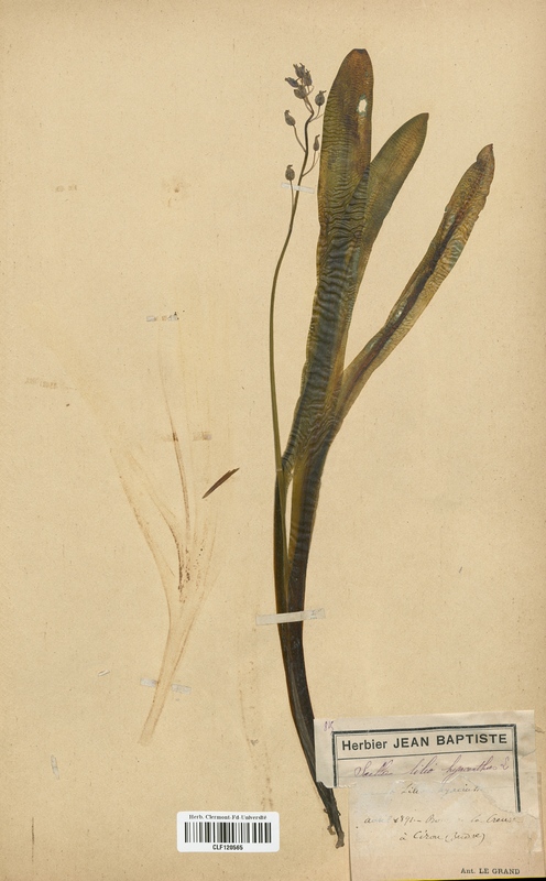Scilla liliohyacinthus (Liliaceae)
