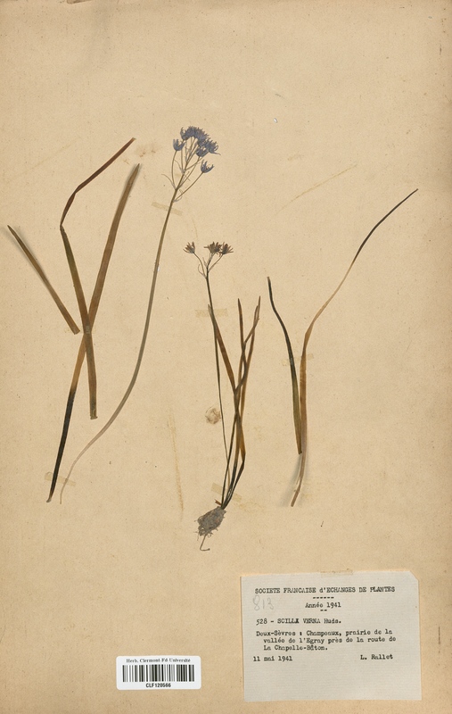 Scilla verna (Liliaceae)