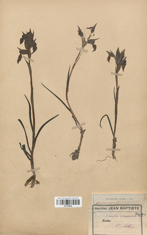 Serapias vomeracea (Orchidaceae)