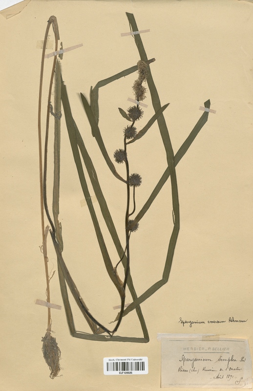 Sparganium emersum (Sparganiaceae)