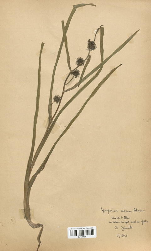 Sparganium emersum (Sparganiaceae)