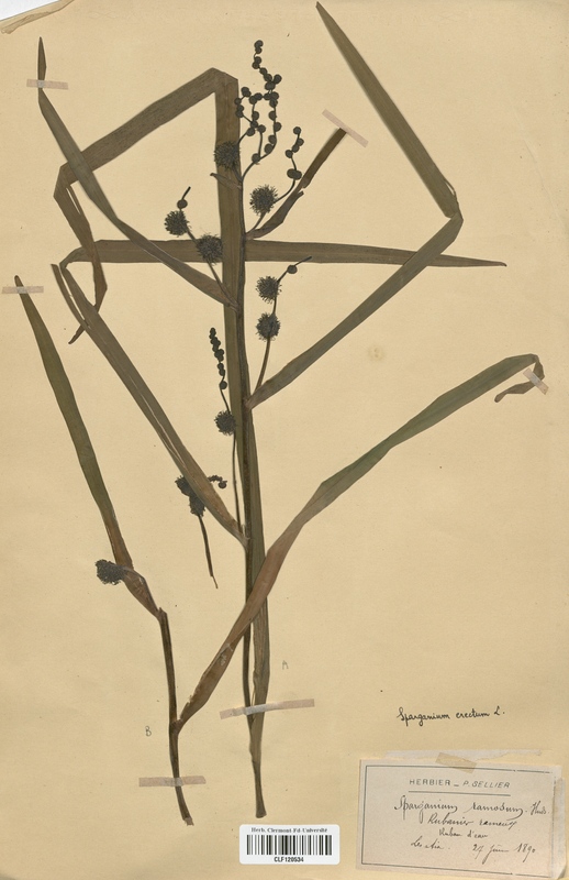 Sparganium erectum (Sparganiaceae)