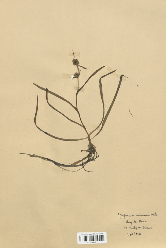 Sparganium minimum (Sparganiaceae)