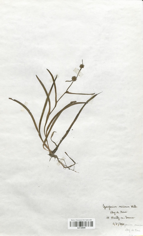 Sparganium minimum (Sparganiaceae)