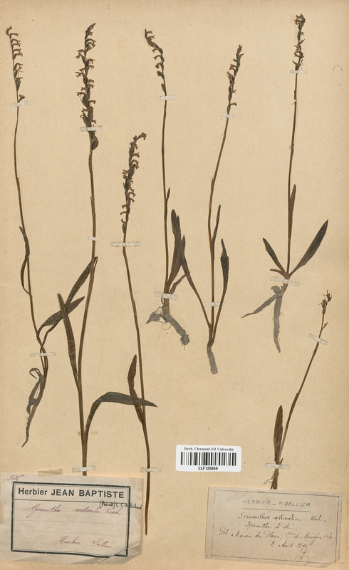 Spiranthes aestivalis (Orchidaceae)