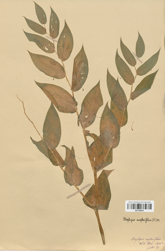 Streptopus amplexifolius (Liliaceae)