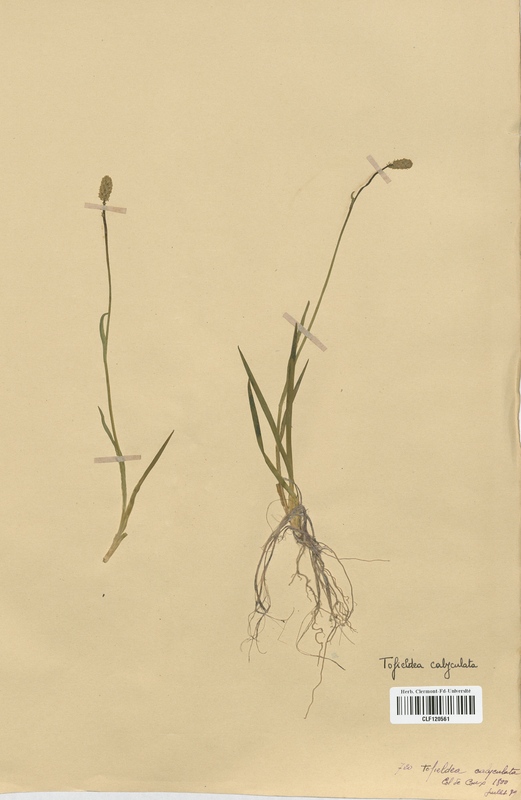 Tofieldia calyculata (Liliaceae)
