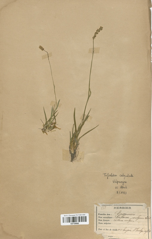 Tofieldia calyculata (Liliaceae)