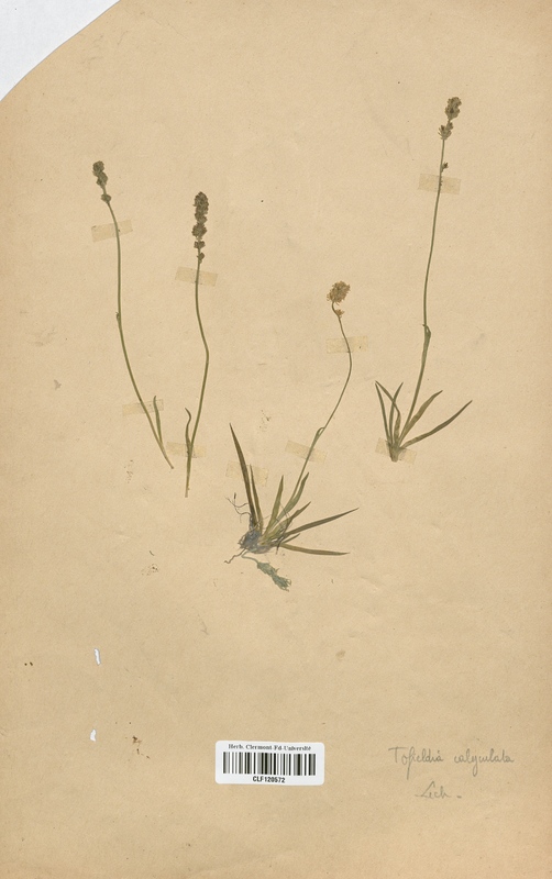Tofieldia calyculata (Liliaceae)