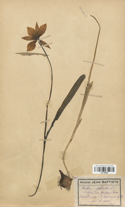 Tulipa sylvestris (Liliaceae)