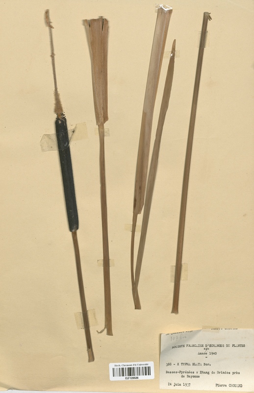 Typha x-elata (Typhaceae)