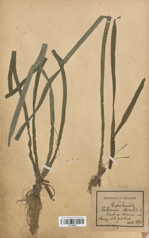 Vallisneria spiralis (Hydrocharitaceae)