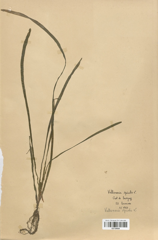 Vallisneria spiralis (Hydrocharitaceae)